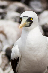 Masked Booby (3/7)