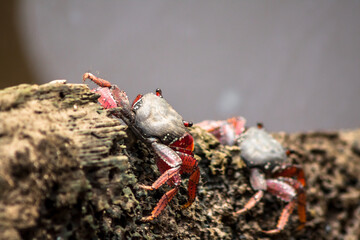 Mangrove Tree Crab (3/4)