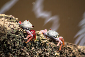 Mangrove Tree Crab (4/4)