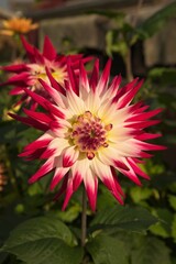 Dahlia White and Red