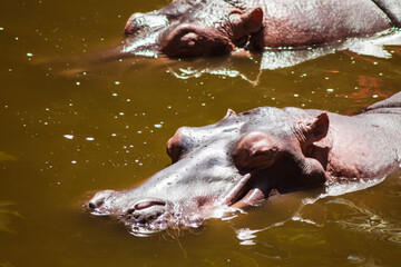 Two Hippos (1/2)