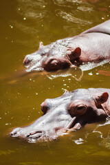 Two Hippos (2/2)