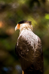 Southern Crested Caracara (3/3)