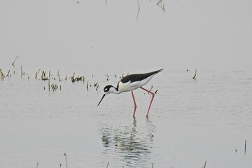 A black-necked Stilt enjoying a beautiful spring day in the Merced National Wildlife Refuge, in the northern San Joaquin Valley.