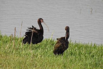A pair of glossy ibis enjoying a beautiful spring day at the Merced National Wildlife Refuge, in the northern San Joaquin Valley, California.