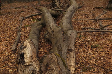 tree trunk