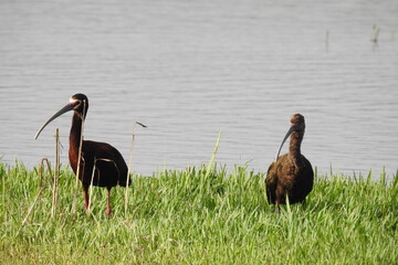 A pair of glossy ibis enjoying a beautiful spring day at the Merced National Wildlife Refuge, in...