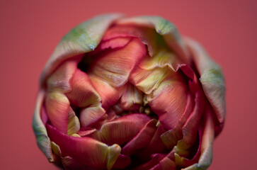 Tulpe rosa/rot/orange/gelb, Hintergrund rose, close up