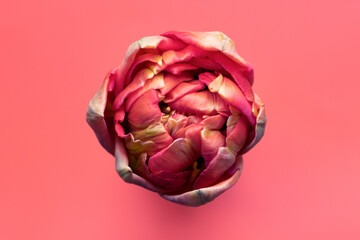 Tulpe rosa/rot/orange/gelb, Hintergrund rose, close up