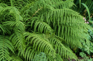 Fougère femelle, Athyrium filix femina