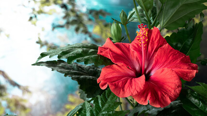 Red blossom of hibiscus  with green leaves on forest background.