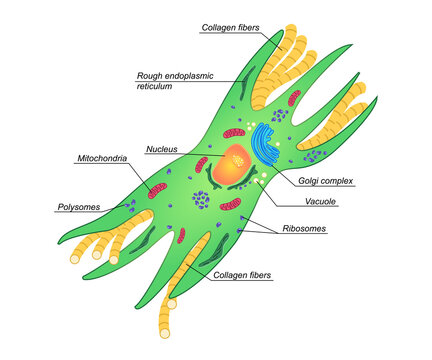 Vector Fibroblast illustration with description. Structure of dermis cell. Colorphul scheme of connective tissue on white background.