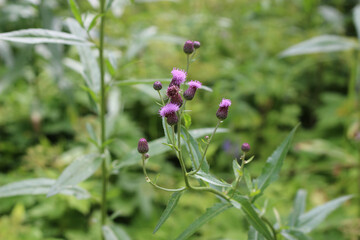 burr /burdock flower purple3