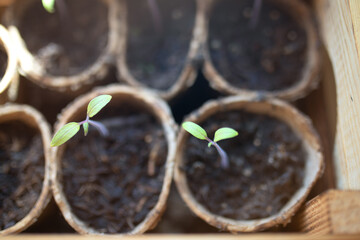 Small tomato plants grow on the windowsill. Preparing for big gardening work.