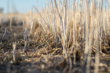 Standing canola (rapeseed) crop stubble in field in spring