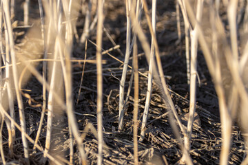 Obraz premium Standing canola (rapeseed) crop stubble in field in spring
