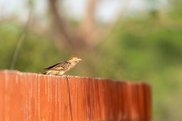 The Guira cuckoo (Guira guira)