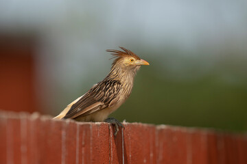 The Guira cuckoo (Guira guira)