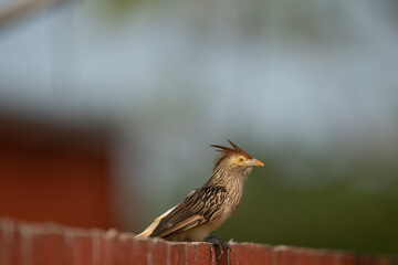 The Guira cuckoo (Guira guira)