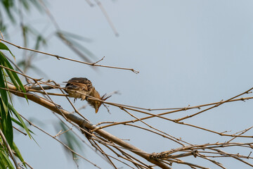 The Guira cuckoo (Guira guira)