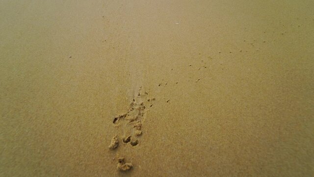 crabs and footprints in the sand