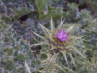 kwiat roślina natura płatki makro orzyroda wiosna © Piotr