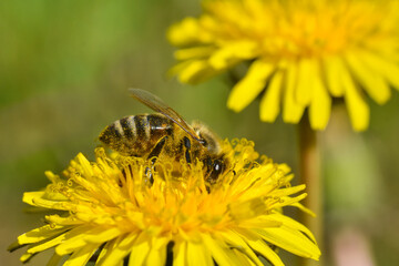 Honey bee close up on dandelion flower. Bee full of pollen collecting nectar on a wild yellow dandelion flower, blurred green spring background