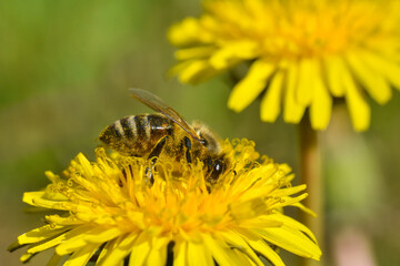 Honey bee close up on dandelion flower. Bee full of pollen collecting nectar on a wild yellow...