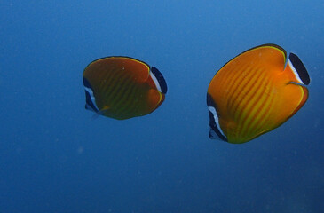 underwater diving picture of two butterfly fishes passing by together 