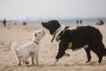 Biały sznaucer i border collie nad morzem © ZiraPhoto