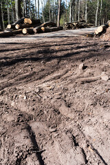 environmental degradation in the forest