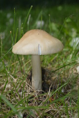 gilled mushroom