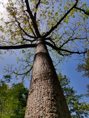 Naklejka premium Strait tree and blue sky which looks very beautiful