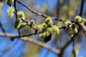 Bumble Bee collecting nectar from a blossom of Pussy willow