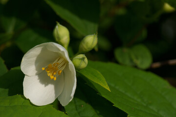 kwiat roślina natura płatki makro orzyroda wiosna