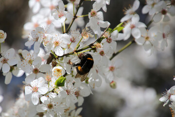 Bumble Bee collecting nectar from a blossom of a plum tree, Berlin, Germany