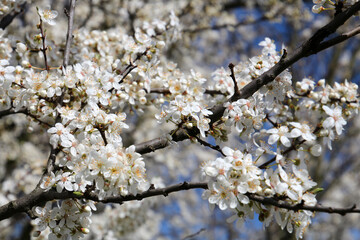 Plum tree blossoms in spring Berlin, Germany	