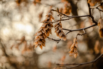 autumn leaves on the tree