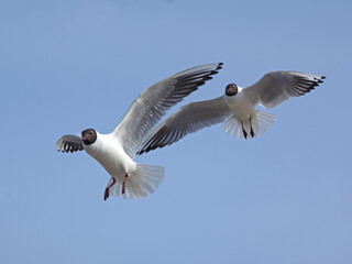 Close-up flying Black-headed gull in the sky on plain background