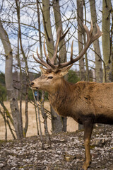 Hirsch