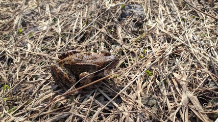 a frog on dry grass