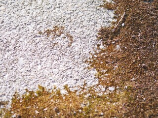 Moss on Stone.