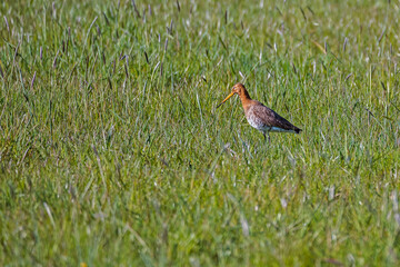 Black tailed godwit looking for food in his nesting area