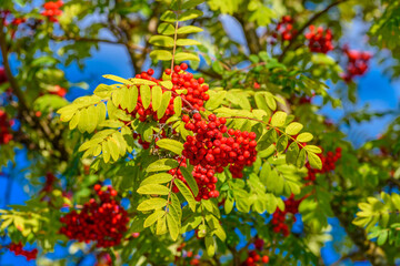 Red rowan berry with blue sky in background.