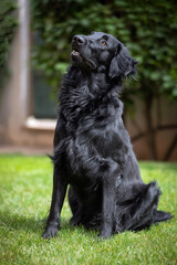 Golden retriever black