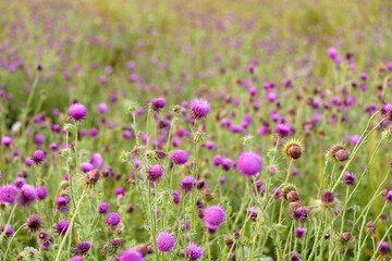Fototapeta premium Thistle blooms in the top of the mountains, sunlight color