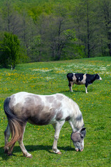 white mare with chestnut foliage in the mountains of a beautiful sunny day