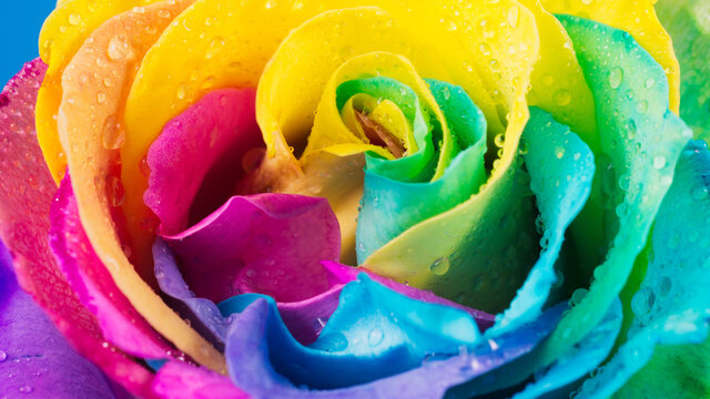 rainbow rose with colorful petals, macro for background