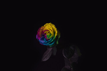Multicolor rose. Amazing rainbow rose flower onblack background