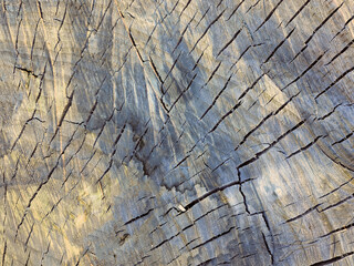 Background. Closeup of a Cross section of tree trunk. Cross sectional image of tree trunk with...